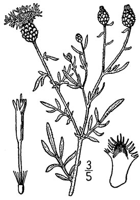image of Centaurea stoebe ssp. micranthos, Spotted Knapweed, Bushy Knapweed