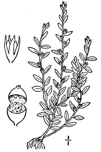 drawing of Centunculus minimus, Chaffweed, False-pimpernel