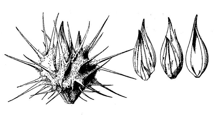 image of Cenchrus longispinus, Northern Sandspur, Common Sandspur, ongbristle Sandbur