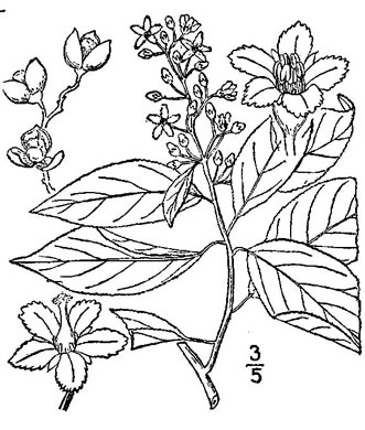 drawing of Celastrus scandens, American Bittersweet