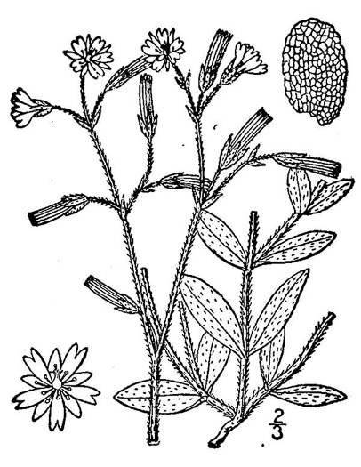image of Cerastium fontanum ssp. vulgare, Mouse-ear Chickweed
