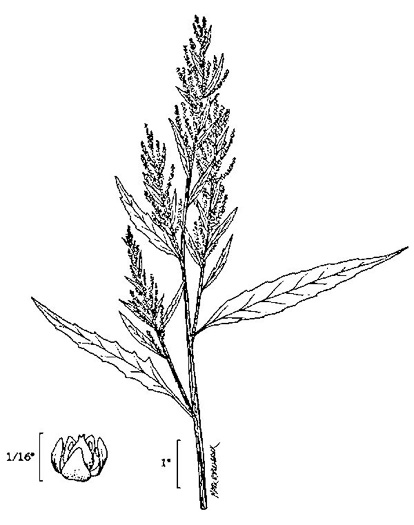 drawing of Dysphania ambrosioides, Mexican-tea, Epazote