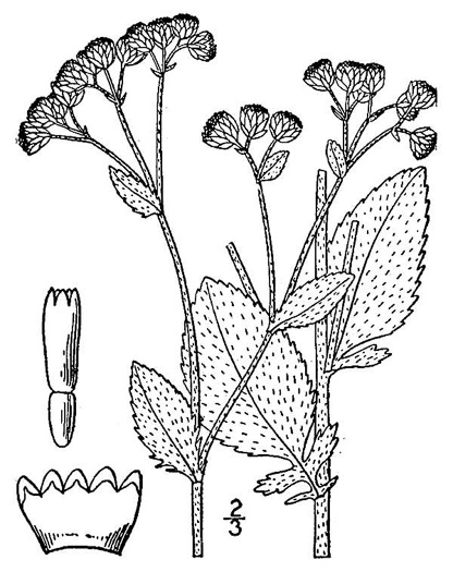 image of Tanacetum balsamita, Mint-geranium
