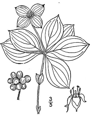 drawing of Chamaepericlymenum canadense, Bunchberry, Dwarf Dogwood, Dwarf Cornel