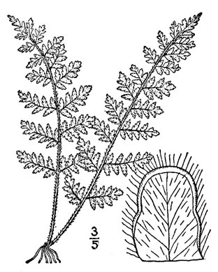 drawing of Myriopteris lanosa, Hairy Lipfern