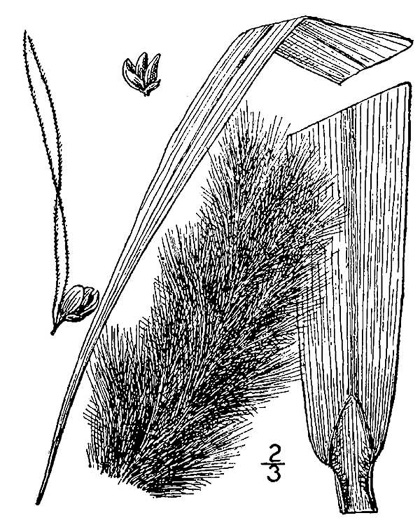 image of Setaria magna, Saltmarsh Foxtail-grass, Giant Foxtail-grass, Giant Bristlegrass