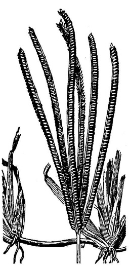 image of Eustachys petraea, Dune Fingergrass, Pinewoods Fingergrass