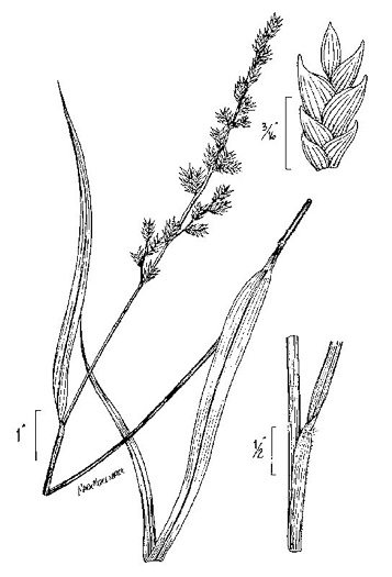 image of Chasmanthium sessiliflorum var. sessiliflorum, Longleaf Woodoats, Longleaf Spikegrass, Upland Oats