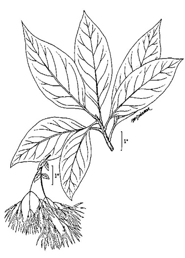 drawing of Chionanthus virginicus, Fringetree, Grancy Graybeard, Old Man's Beard, Grandsir-graybeard