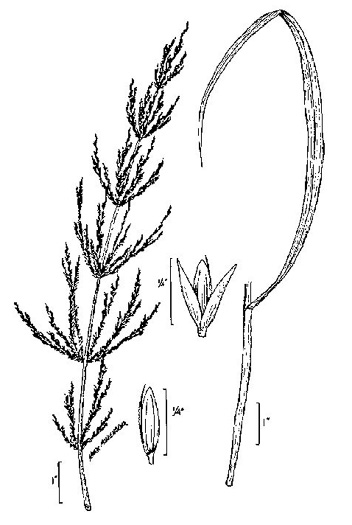 image of Cinna arundinacea, Common Woodreed, Stout Woodreed, Sweet Woodreed
