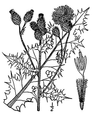 drawing of Cirsium arvense, Canada Thistle, Field Thistle