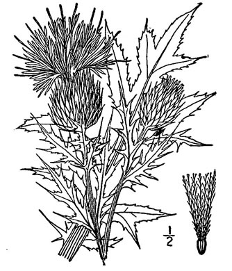 drawing of Cirsium discolor, Field Thistle