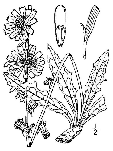 drawing of Cichorium intybus, Chicory, Blue-sailors, Succory