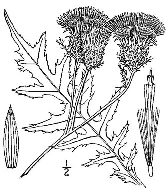 drawing of Cirsium muticum, Swamp Thistle