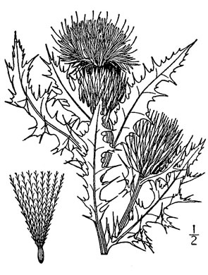 drawing of Cirsium pumilum, Pasture Thistle