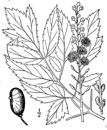 drawing of Actaea racemosa, Common Black Cohosh, Early Black Cohosh, Black Snakeroot, black bugbane