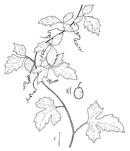 drawing of Cissus trifoliata, Marine-ivy