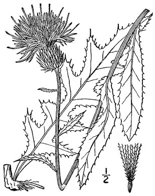 drawing of Cirsium virginianum, Virginia Thistle
