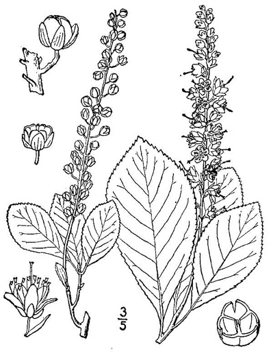 drawing of Clethra tomentosa, Downy Sweet-pepperbush, Downy White-alder