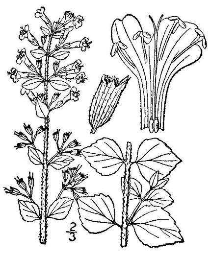 image of Clinopodium calamintha, Lesser Calamint, Basil-thyme
