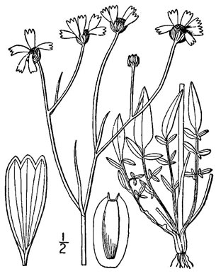 image of Coreopsis tinctoria var. tinctoria, Plains Coreopsis, Calliopsis, Garden Coreopsis, Golden Tickseed