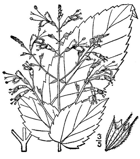 image of Collinsonia canadensis, Northern Horsebalm, Citronella, Canada Stoneroot, Canada Horsebalm