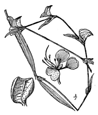 drawing of Commelina erecta var. angustifolia, Sand Dayflower, Pineland Dayflower, Slender Dayflower