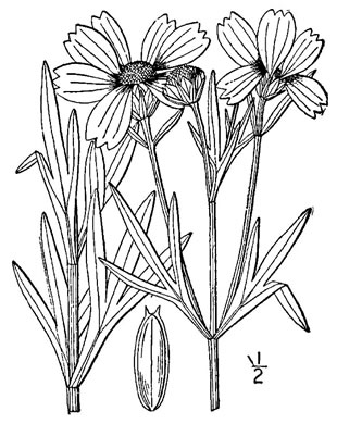 drawing of Coreopsis palmata, Prairie Coreopsis, Finger Coreopsis, Stiff Tickseed