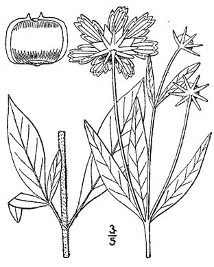 image of Coreopsis pubescens +, Hairy Coreopsis, Star Tickseed