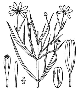 drawing of Coreopsis rosea, Rose Coreopsis, Pink Tickseed