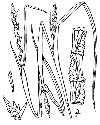 image of Mnesithea rugosa, Wrinkled Jointgrass