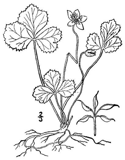 image of Coptis trifolia, Goldthread, Goldenroot, Threeleaf Goldthread