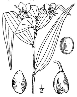 drawing of Commelina virginica, Virginia Dayflower
