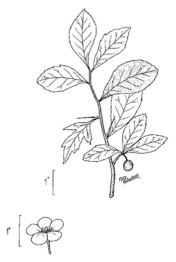 image of Crataegus aestivalis, Mayhaw, Eastern Mayhaw, May Hawthorn