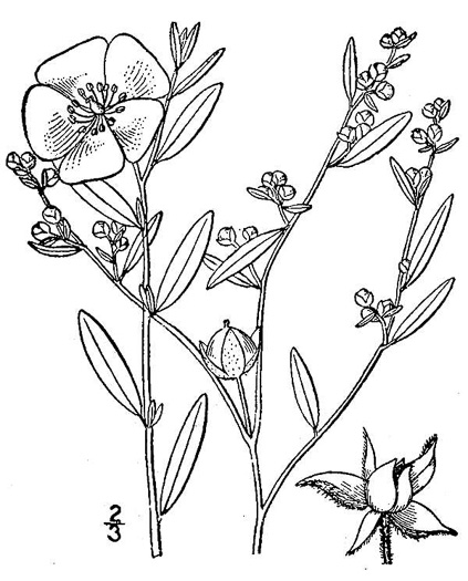 drawing of Crocanthemum canadense, Canada Frostweed, Canada Sunrose, Canada Rockrose