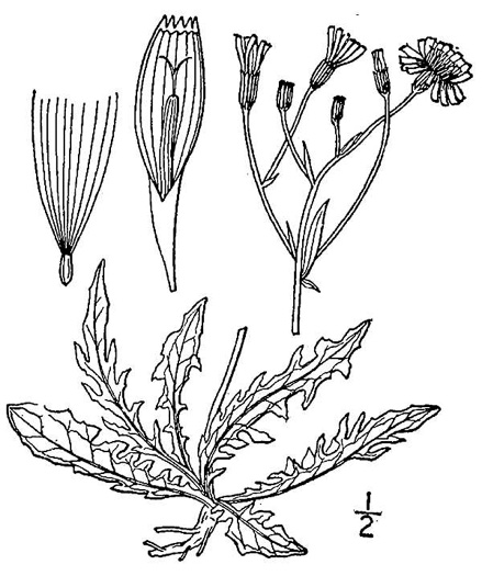 Crepis capillaris, Smooth Hawksbeard