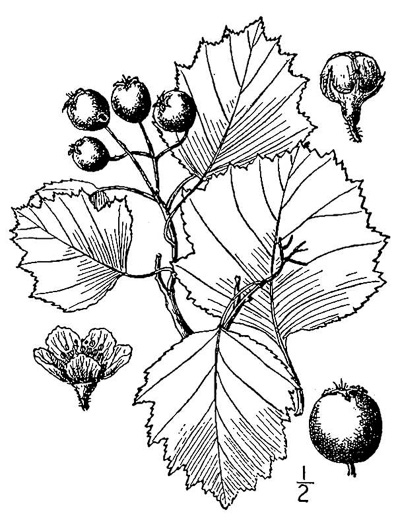 image of Crataegus margaretiae var. margaretiae, Margaret's Hawthorn, Fireberry Hawthorn
