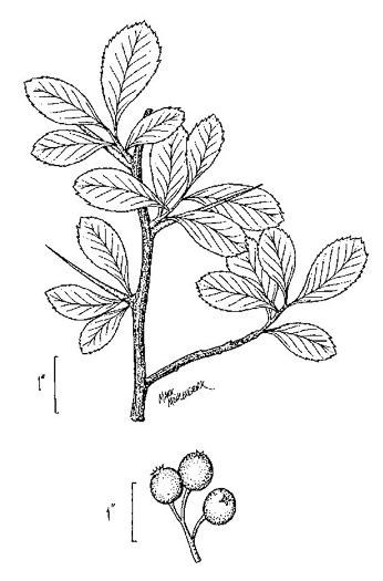 image of Crataegus crus-galli var. crus-galli, Cockspur Hawthorn