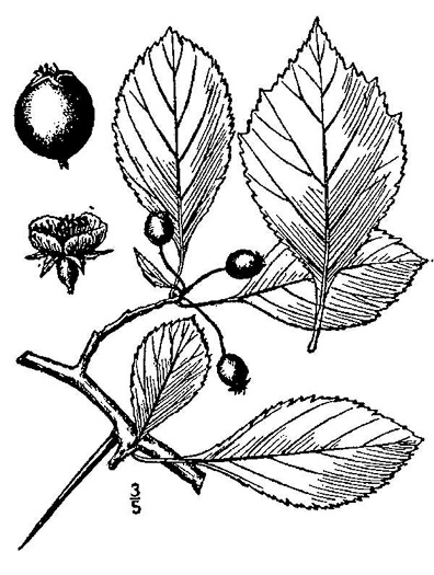 image of Crataegus ×mohrii, Mohr's Hawthorn