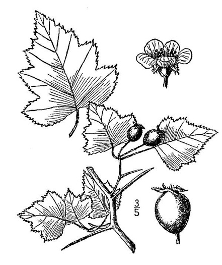 image of Crataegus gattingeri, Gattinger's Hawthorn