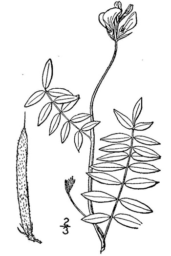image of Tephrosia hispidula, Sprawling Hoary-pea