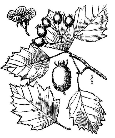 image of Crataegus macrosperma, Eastern Hawthorn