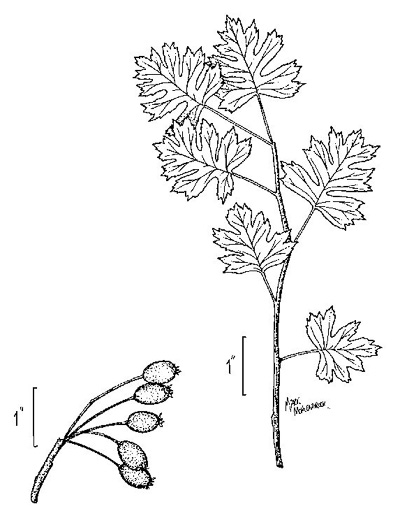 image of Crataegus marshallii, Parsley Hawthorn, Parsley Haw