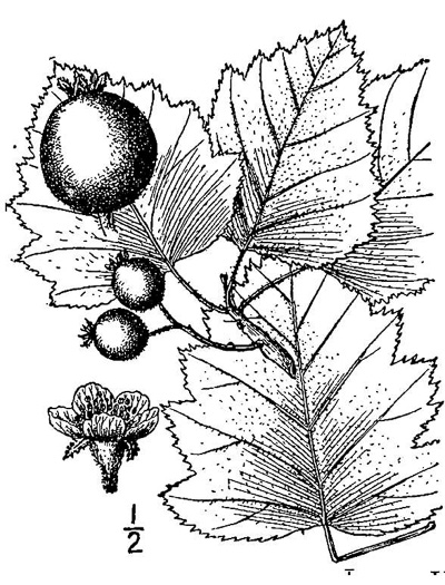 image of Crataegus mollis var. mollis, Downy Hawthorn