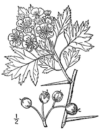 image of Crataegus monogyna, English Hawthorn, Singleseed Hawthorn, One-seeded Hawthorn