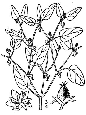 drawing of Croton monanthogynus, Prairie-tea Croton, One-seed Croton