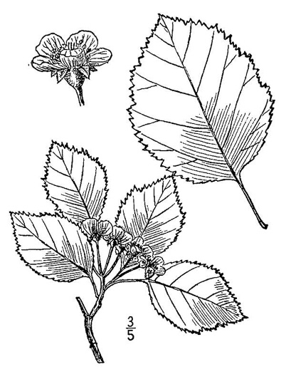 drawing of Crataegus intricata var. fortunata, Yellow-fruited Entangled Hawthorn