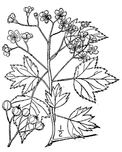 image of Crataegus phaenopyrum, Washington Hawthorn, Virginia Hawthorn