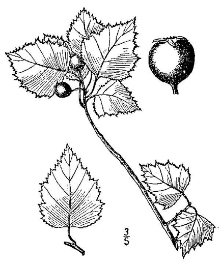 image of Crataegus phaenopyrum, Washington Hawthorn, Virginia Hawthorn