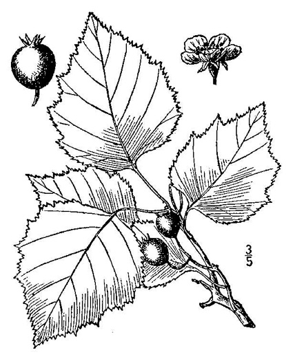 image of Crataegus iracunda var. populnea, Poplar Hawthorn